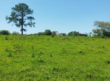 Foto 09 · Sitio, 8 Alqueires - Topografia Plana/ondulada - Rica em Água, Sarapuí, SP