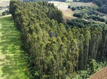 Foto 03 · CHÁCARA 24.000M² EM CONTENDA, COM EUCALIPTOS DE 18 ANOS, ACEITA TROCA POR IMÓVEL URBANO, CASA, APART