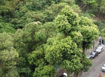 Apartamento de 3 quartos, Rio de Janeiro · Laranjeiras 3 Quartos 1 Vaga Reformado