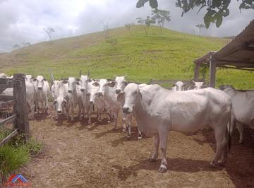 Foto 01 · Fazenda, Catimbau, Rio Bonito, RJ