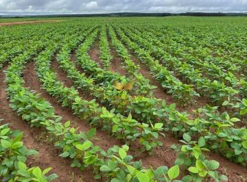 i1.jpg · FAZENDA 910 ALQUEIRES(GOIANO) MINEIROS GO
