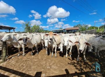 Foto 01 · FAZENDA A VENDA NO MUNICÍPIO DE ARARUAMA - RJ, Distrito de São Vicente de Paula