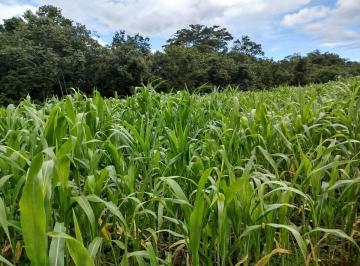 Rural de 3 quartos, Curvelo · Fazenda 25 Hectare, Curvelo/MG BR 040
