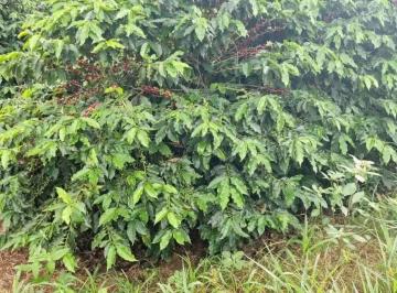 Rural , São Gonçalo do Sapucaí · Fazenda 177 há em São Gonçalo de Sapucaí/MG