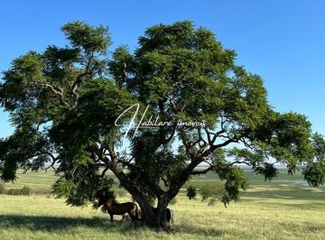 Rural · 120ha · OPORTUNIDADE: 120 HECTARES DE CAMPO DE ALTA QUALIDADE!