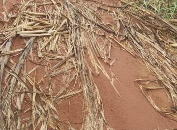 202507031005259909.jpeg · Fazenda para Venda em Conchal, RURAL