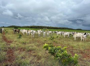 Criação de gado Nelore, fazenda em Paulo Afonso Tocantins · Fazenda 1.752ha em Pedro Afonso-TO: Lavoura e Pecuária