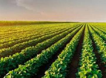 Rural , Sorriso · FAZENDA 12.600 HÁ EM SORRISO-MT