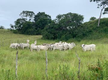 202410301410522846.jpg · FAZENDA DE GADO A VENDA EM POJUCA BAHIA