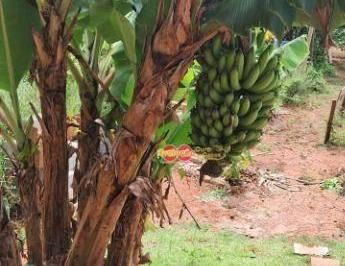 a3c2d7e1a214968a0832a378172293d55a634f91 · Chacara Rural / Fazenda Velha
