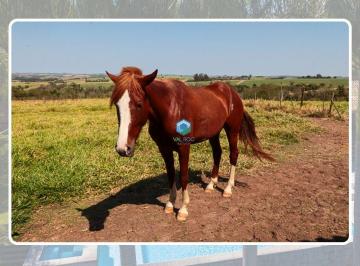202601091601318425.jpg · Haras para Venda em Porto Feliz, ZONA RURAL, 2 dormitórios, 2 suítes, 3 banheiros, 4 vagas
