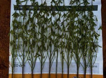 Rural de 2 quartos, Rio Sono · Fazenda em Tocantins 90 Alqueires Plantando 170 há safra e safrinha cheia para investidores