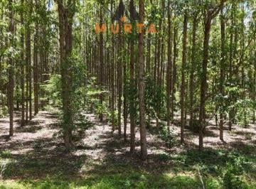 Foto 01 · Floresta de Eucalipto, Rural, Corinto, MG