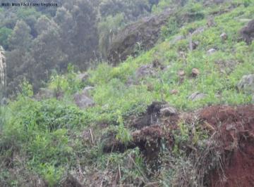 Foto 01 · Terreno, Piá, Nova Petrópolis, RS