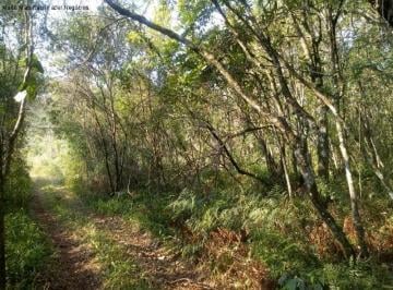 Foto 03 · Area, Linha Temerária, Nova Petrópolis, RS