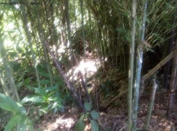 Foto 01 · Area, Fazenda Pirajá, Nova Petrópolis, RS