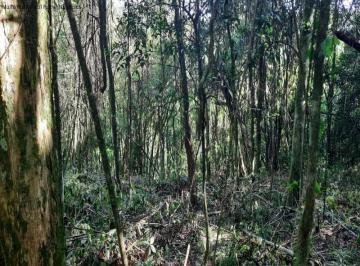 Foto 01 · Area, São Jaco, Nova Petrópolis, RS