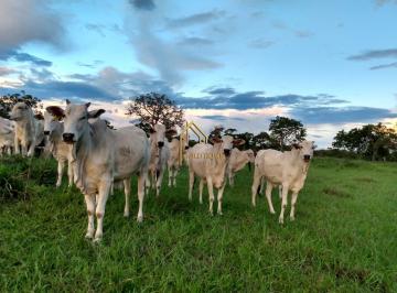 Imagem 1 · Fazenda