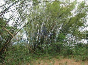 Imagem 1 · Fazenda