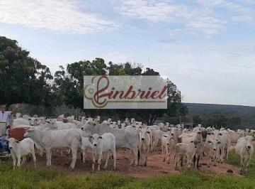 Imagem 1 · Fazenda