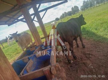 Imagem 1 · Fazenda