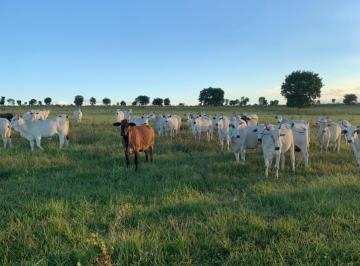 Imagem 1 · Fazenda