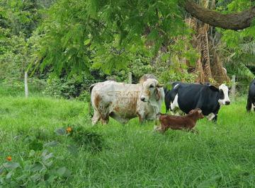 Imagem 1 · Fazenda