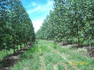Imagem 1 · Fazenda