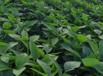 Imagem 1 · Fazenda