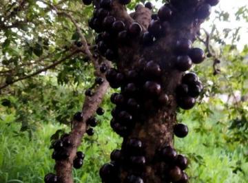 Imagem 1 · Fazenda