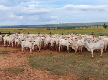 Imagem 1 · Fazenda