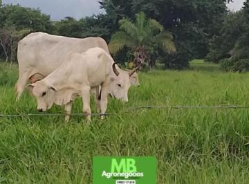 Imagem 1 · Fazenda