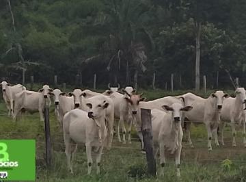 Imagem 1 · Fazenda
