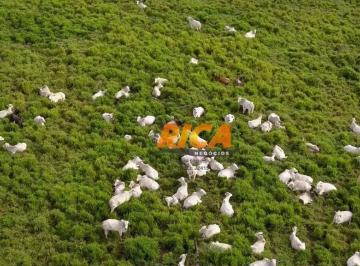 Imagem 1 · Fazenda
