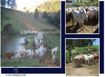 Imagem 1 · Fazenda