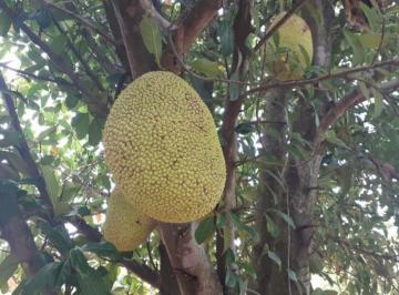 Imagem 1 · Chácara para venda em Limeira