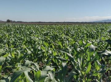 Imagem 1 · Fazenda