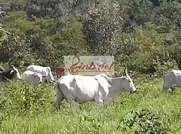 Imagem 1 · Fazenda