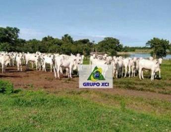 Imagem 1 · Fazenda