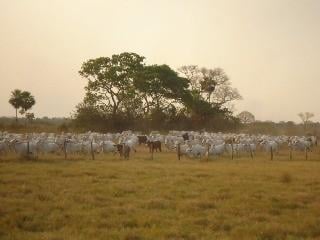 Imagem 1 · Fazenda