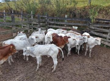 Imagem 1 · Fazenda