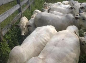 Imagem 1 · Fazenda