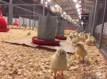 Imagem 1 · Fazenda para venda em Centro, Cocalzinho de Goiás