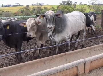 Imagem 1 · Fazenda para venda em Área Rural de Avaré, Avaré