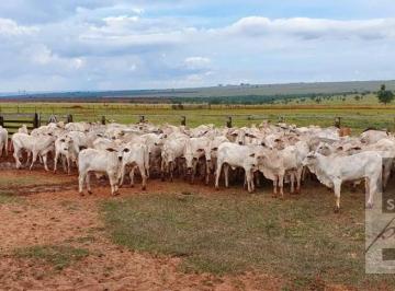 Imagem 1 · Fazenda