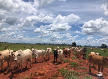 Imagem 1 · Fazenda