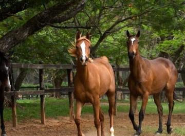 Imagem 1 · Haras e Área Rural Padrão