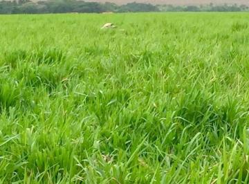 Imagem 1 · Fazenda para venda em Bandeirantes