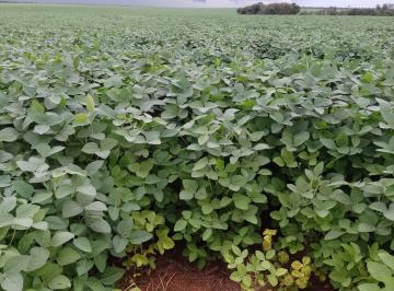 Imagem 1 · Fazenda