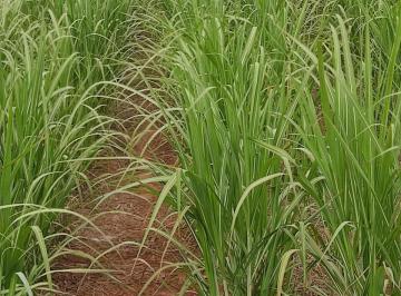 Imagem 1 · Fazenda